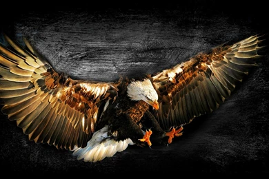 Bald Eagle Work Of Art Wallpapers