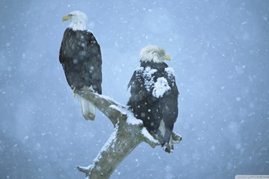 Bald Eagles In Falling Snow Kenai Peninsula Alaska HD Desktop ...
