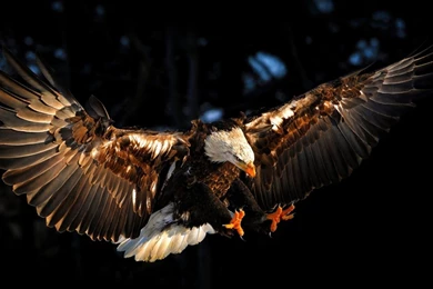 Bald Eagle HD Photos