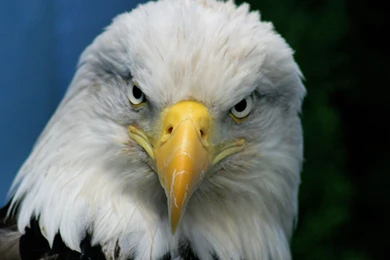 Bald eagle images facts dowload.jpg