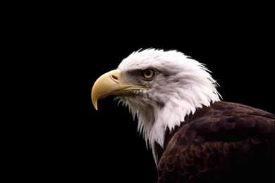 Wallpapers Eggle Bird Bald Eagle Wild Birds Click To View 1024x768 ...