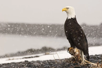 Pic New Posts: Hd Bald Eagle Wallpapers