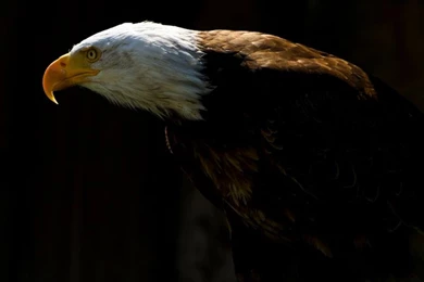 744575 Bald Eagle Photos Wallpapers