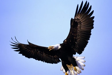 Bald eagle