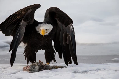 Hd Eagle HD Animal Wallpapers