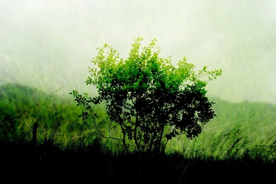 How To Install Dawn Of Ubuntu Wallpapers In Ubuntu 9.10(karmic ...