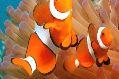 Clown Fish Picture Wallpapers