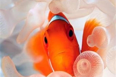 Clownfish Closeup Animal iPhone Wallpapers, iPhone 5(s)/4(s)/3G ...