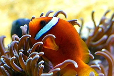Clown Fish iPhone HD Wallpaper, iPhone HD Wallpapers Download ...