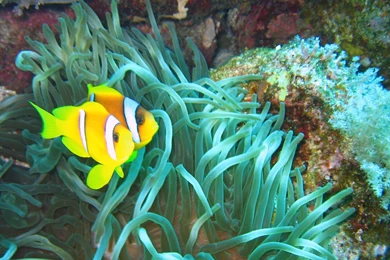 Clown Fish