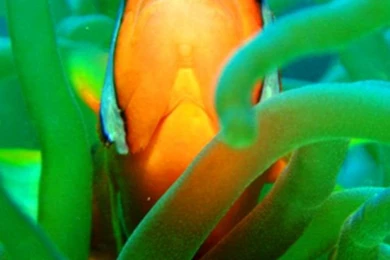 THE CLOWNFISH – Tank raised Or Wild?   Pet Attack