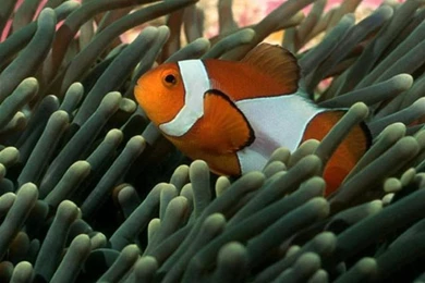 Clownfish 02 Galaxy Note 3 Wallpapers, HD, Note Wallpapers, Galaxy ...