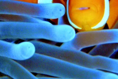 Fish Clownfish Sea Anemones Sealife Wallpapers