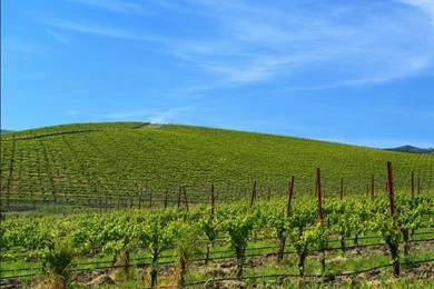 Windows '95 Default. (1920x1080) : Reddit.com