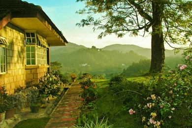 Green House 503977 Wallpapers   (