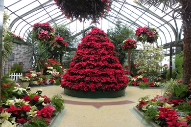 GREEN HOUSE CHRISTMAS >> HD Wallpaper, Get It Now!