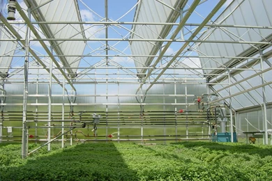 Wallpapers Candy Buffet Greenhouse Misting Systems Sprinkler ...