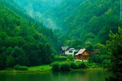 Green House Plants Pictures Good D54