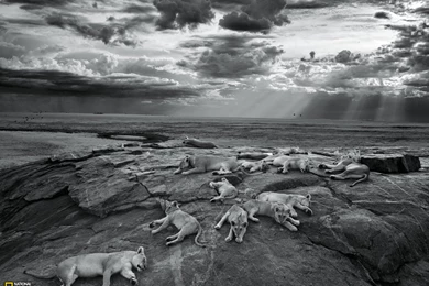 Lion Picture    Animal Wallpapers    National Geographic Photo Of ...