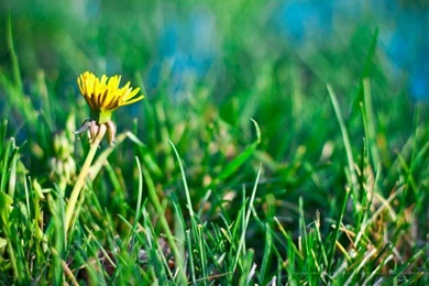 Wallpaper yellow and blue lds temple pictures – Helaman Gallery