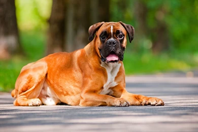 Beautiful Adult Boxer Lying On The Road Wallpapers And Images ...