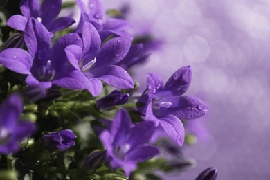 Best Cool Purple Wallpapers