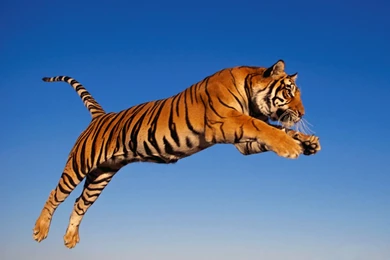 Windows Tiger Desktop Backgrounds