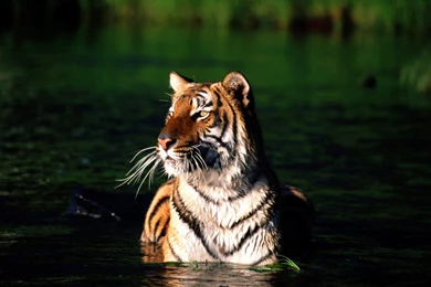 Bengal Tiger Wallpapers