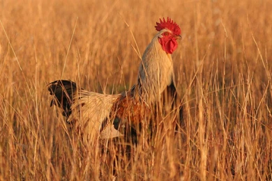 Rooster Wallpapers   Wallpapers Zone