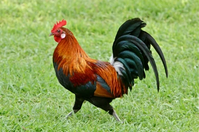 High Quality Rooster Wallpapers