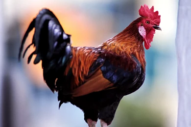 Desktop Wallpapers · Gallery · Animals · Rooster