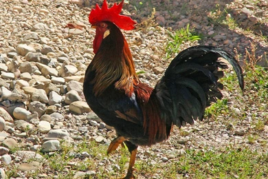 Rooster Wallpapers HD 11160   Pacify Mind