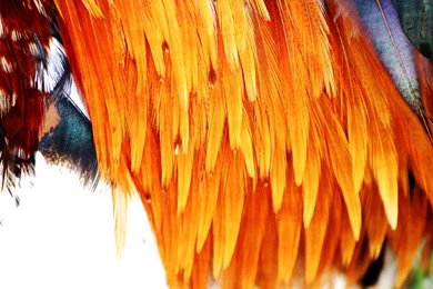 Rooster Feathers Uhd Wallpapers   Ultra High Definition Wallpapers ...