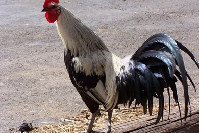 13 Rooster HD Wallpapers