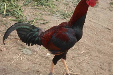 Rooster Pictures Free   Wallpapers High Definition