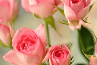 Cute Pink Roses Wallpapers