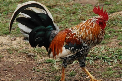 RePin Image: Rooster Roosters On Pinterest