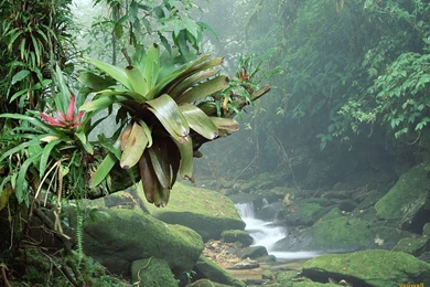 Tropical Rainforest Wallpapers   Wallpapers Cave