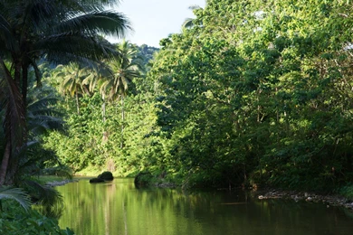 Tropical Jungle River Wallpapers