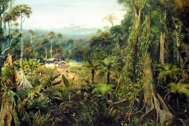 Tropical Forest >> HD Wallpaper, Get It Now!