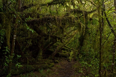 Through The Jungle Tropical Forest Wallpapers