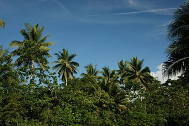 Jungle River   Jungle Nature Wallpapers