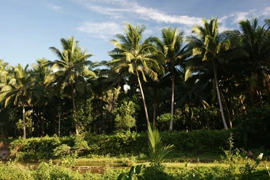 Vegetation, Jungle, Nature, Widescreen, Wallpaper, Tropical ...