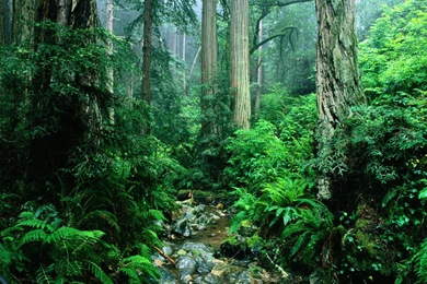 Amazon Rainforest Wallpapers   Wallpapers Cave