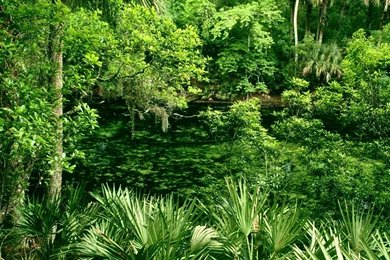 JUNGLE WALLPAPER   (