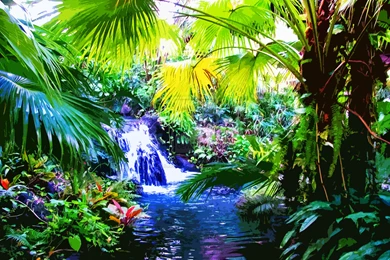 Tropical Rainforest Backgrounds   Wallpapers Zone