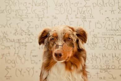 Smart Dog With Glasses And Math Formulas HD Wallpapers
