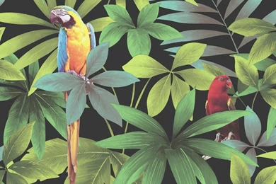 Tropical Jungle Wallpapers