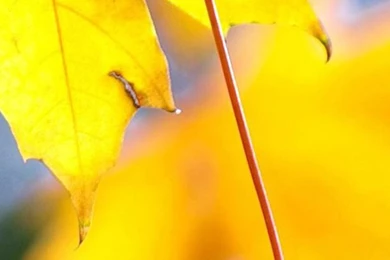 Winter Snow Trees Samsung Wallpapers, Samsung Galaxy S5, Galaxy S4 ...