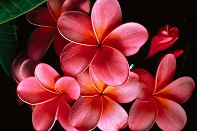 Hawaiian Flower Wallpapers   Wallpapers Zone